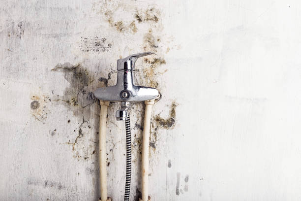 Best Residential Mold Removal  in Elizabethtown, PA
