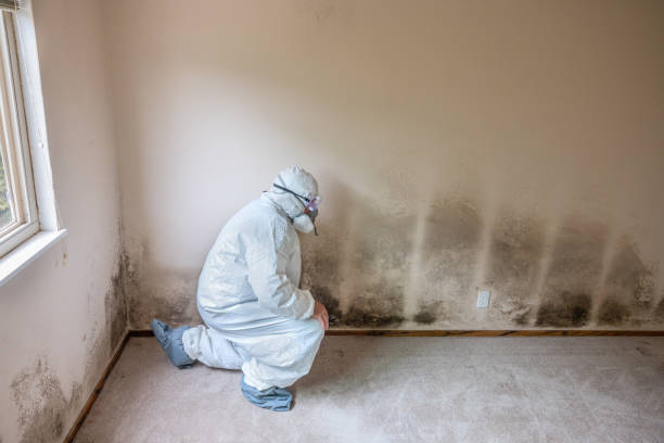 Best Attic Mold Removal  in Elizabethtown, PA